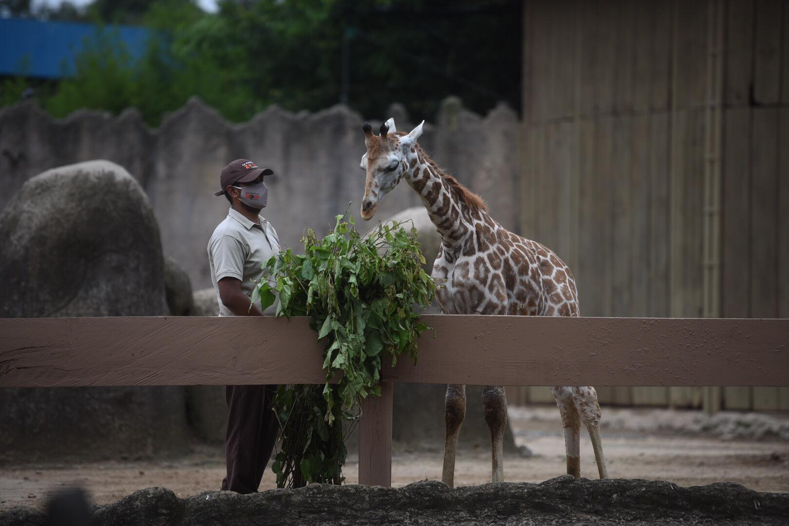 zoológico La Aurora reabre sus puertas en medio de la pandemia