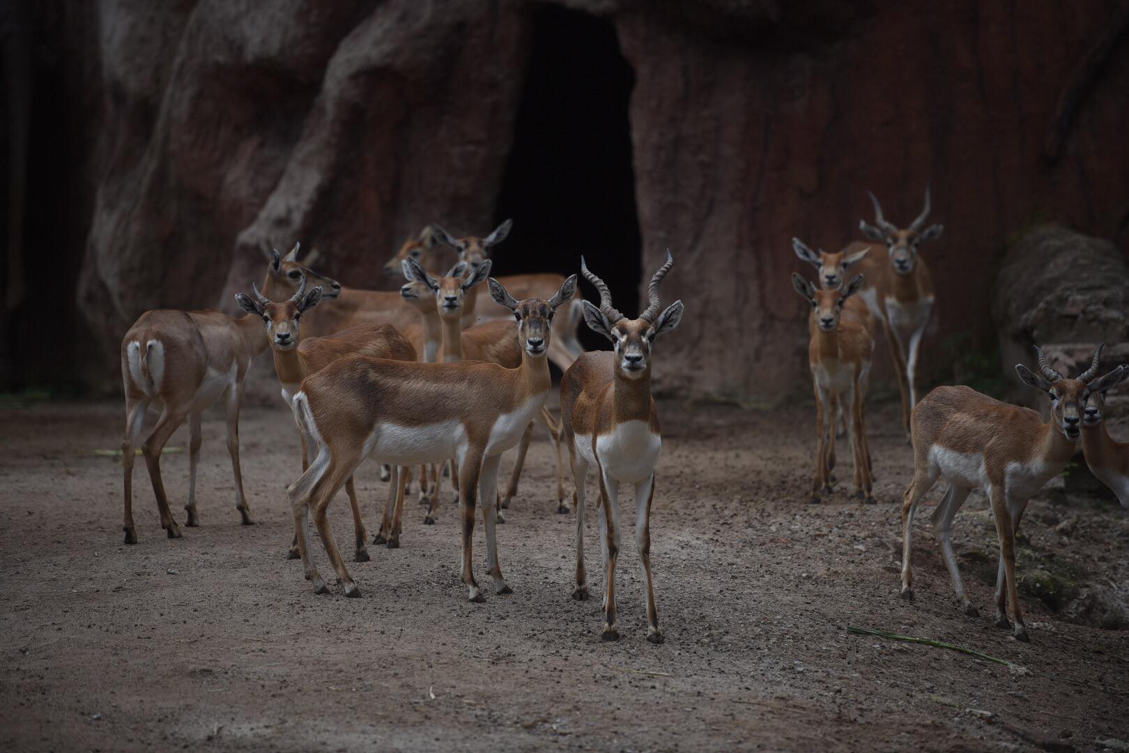 zoológico La Aurora reabre sus puertas en medio de la pandemia