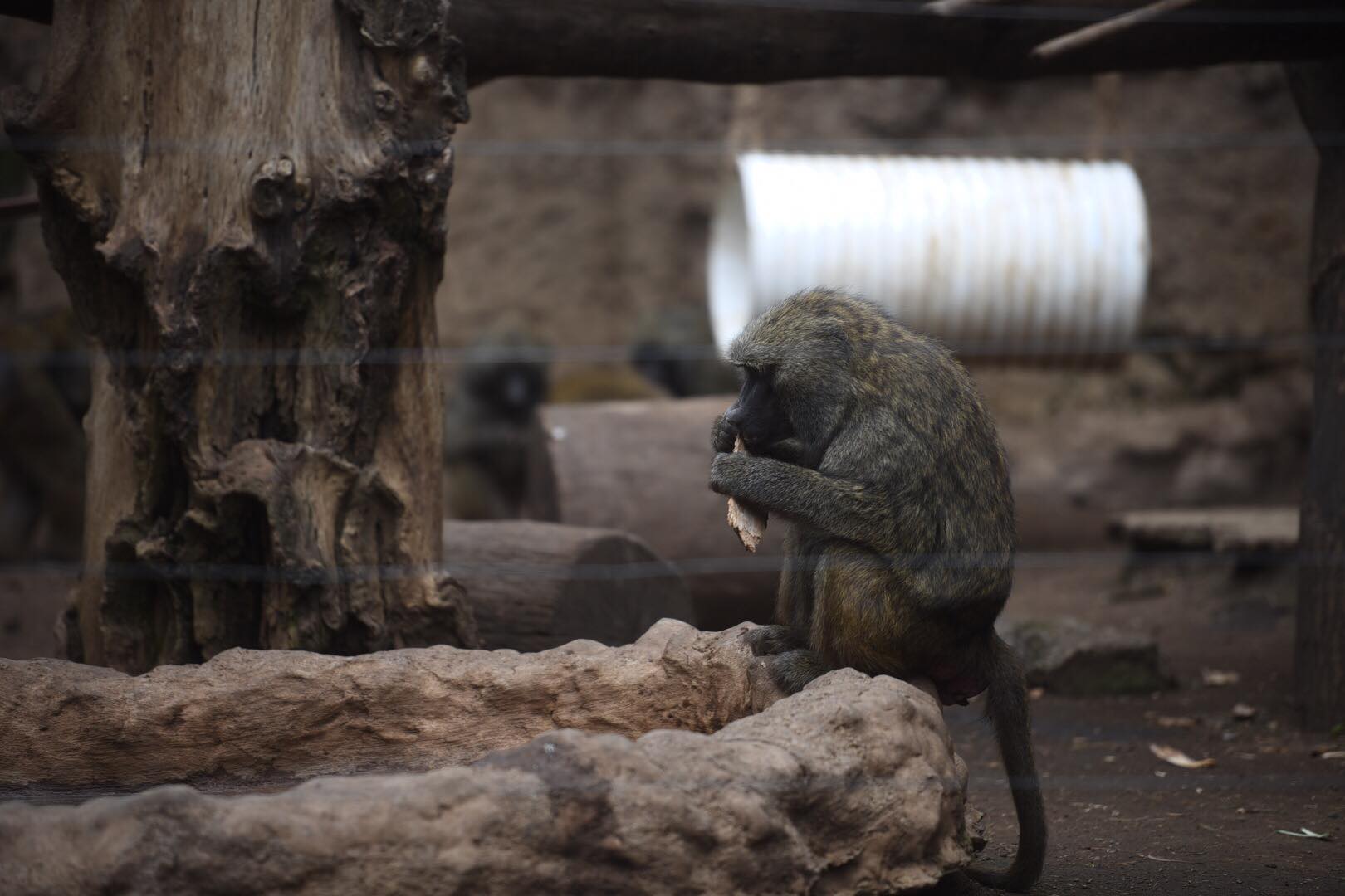 zoológico La Aurora reabre sus puertas en medio de la pandemia