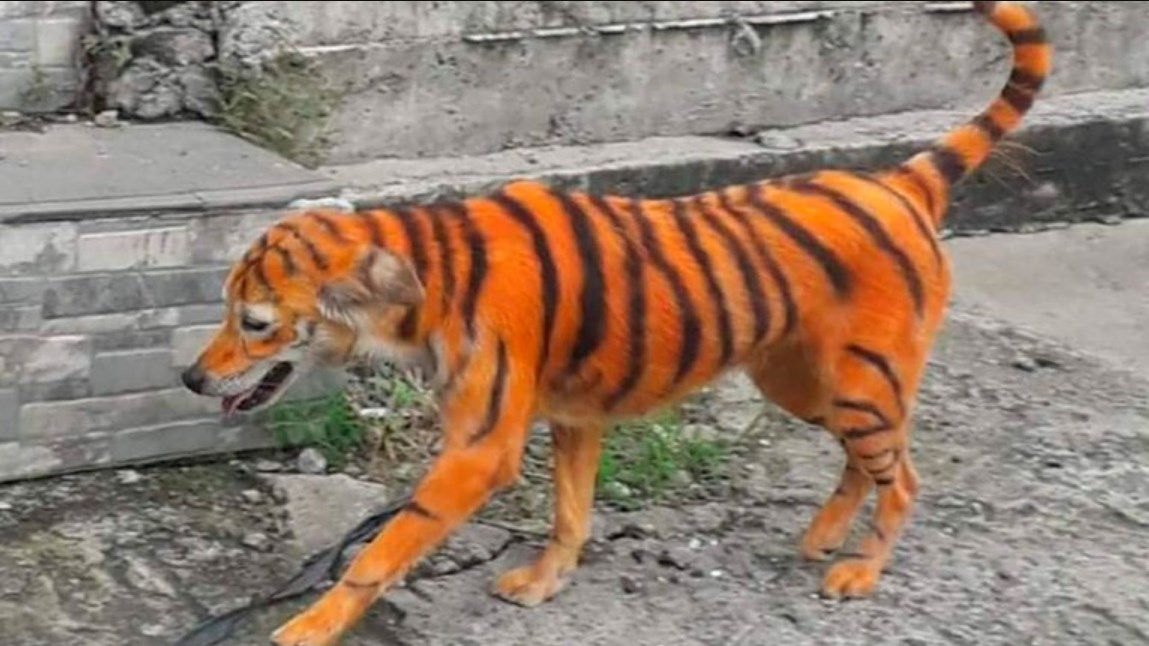 Pintan a perro como si fuera un tigre en Malasia