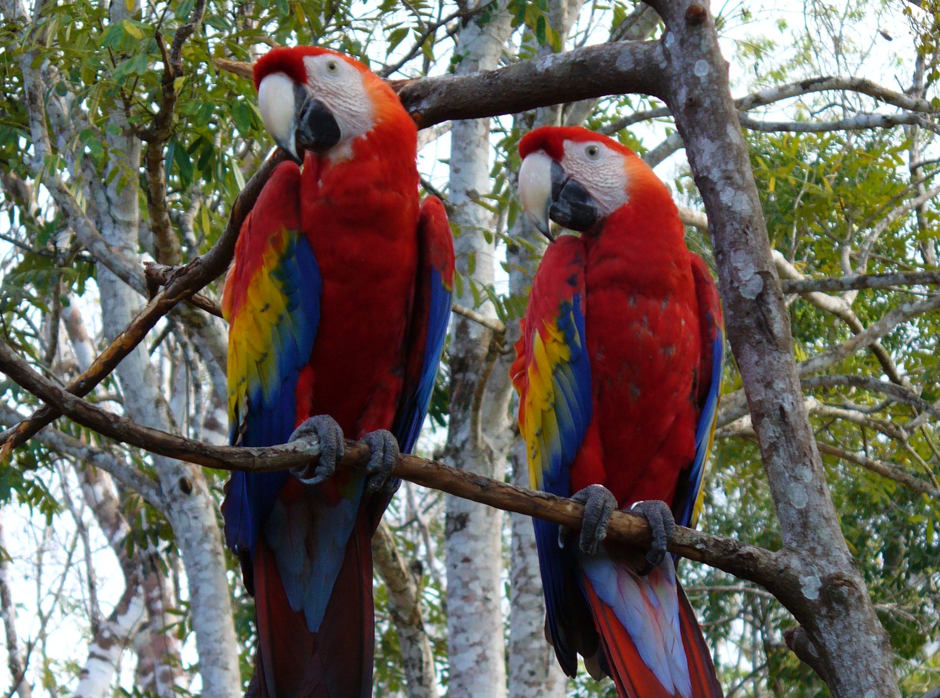 Conap libera a 26 guacamayas en la Reserva de la Biosfera Maya