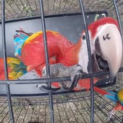 Conap libera a 26 guacamayas en la Reserva de la Biosfera Maya