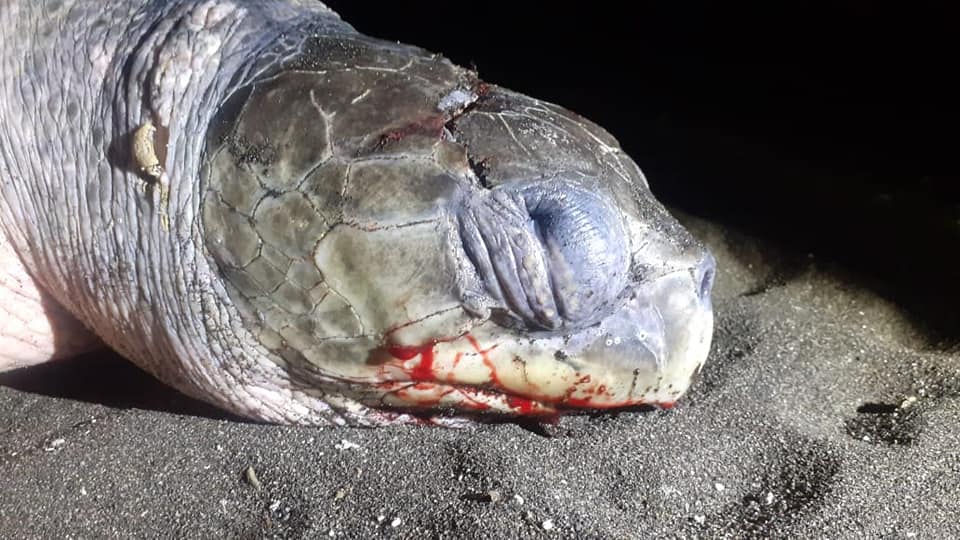 tortugas de parlama atendidas por parque zoológico La Aurora