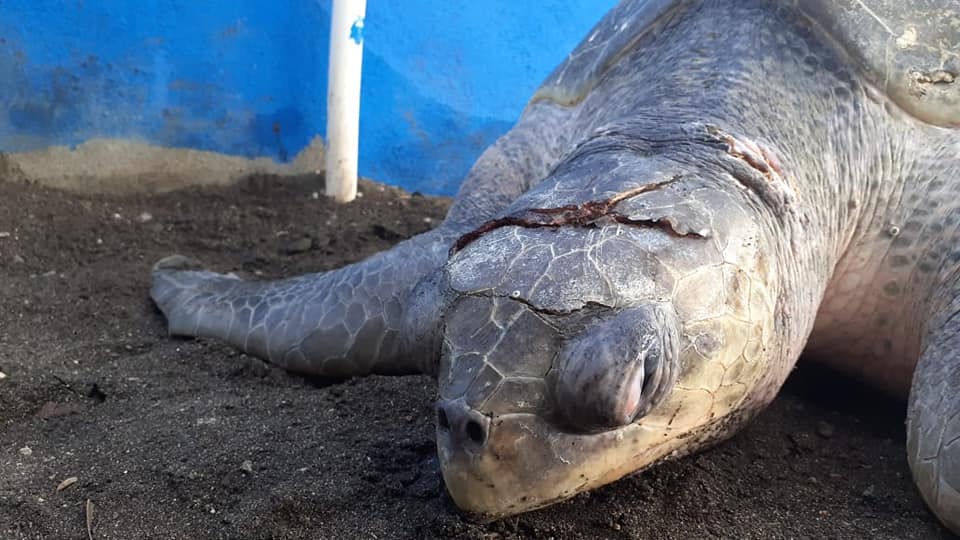 tortugas de parlama atendidas por parque zoológico La Aurora