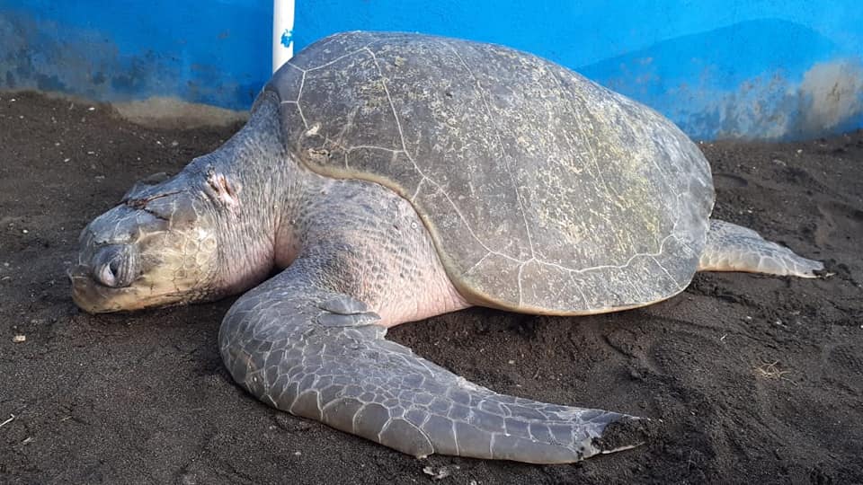 tortugas de parlama atendidas por parque zoológico La Aurora