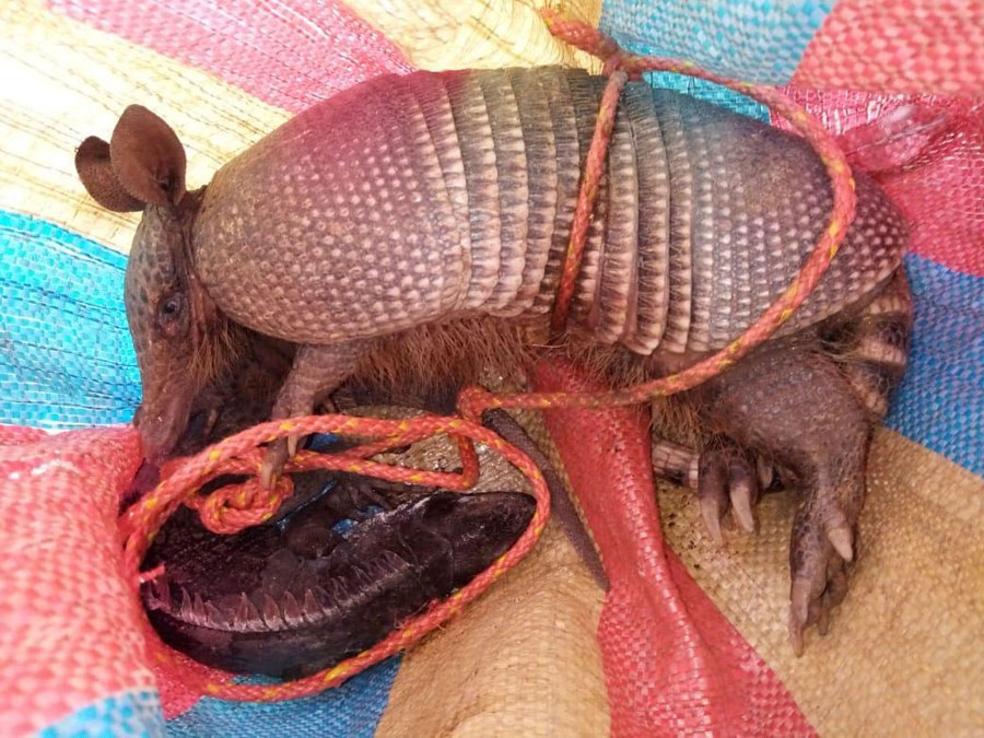 Armadillo