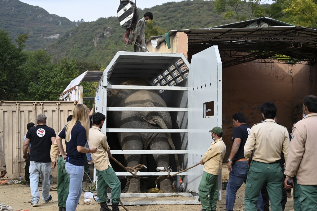 Elefante asiático Kaavan