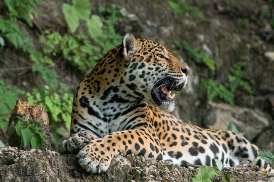 Jaguar en Guatemala