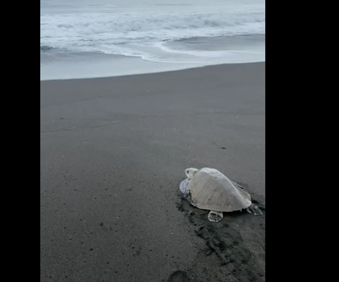 liberan a tortuga en Monterrico