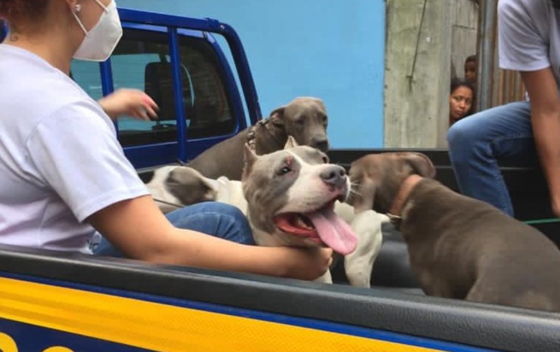 Llevan a alberguen a perros Pitbull que atacaron a mujer