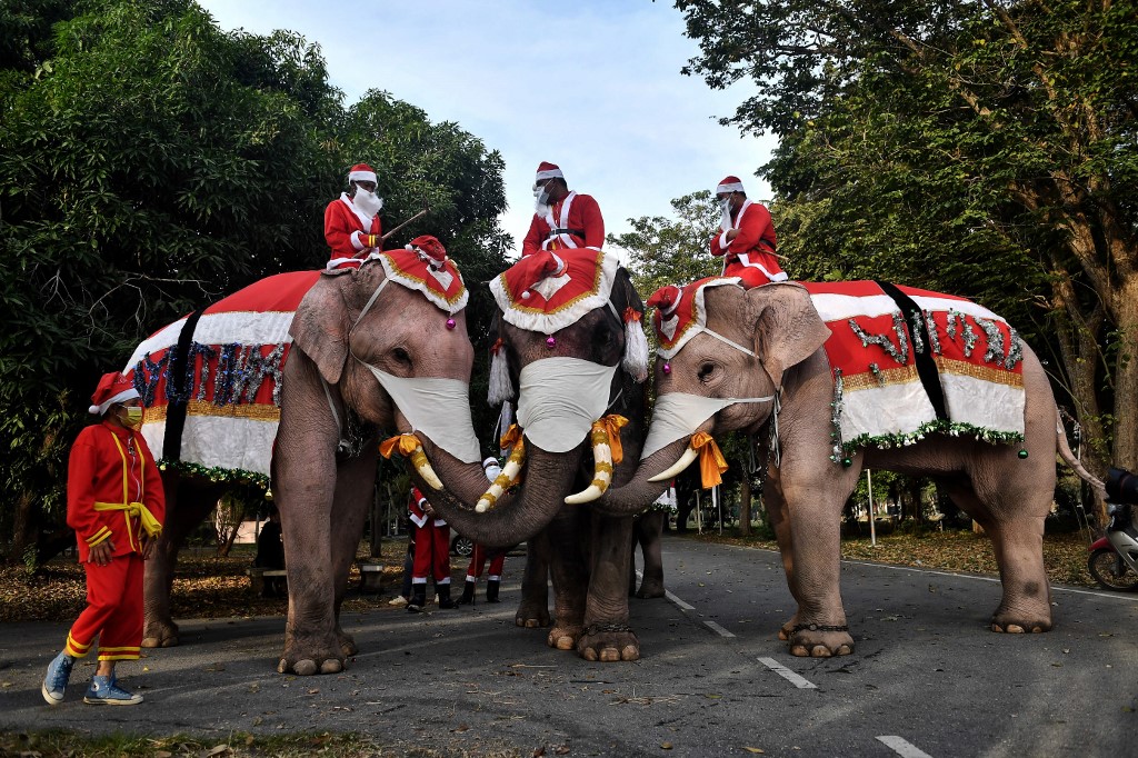 Elefantes vestidos de Papá Noel reparten mascarillas en Tailandia