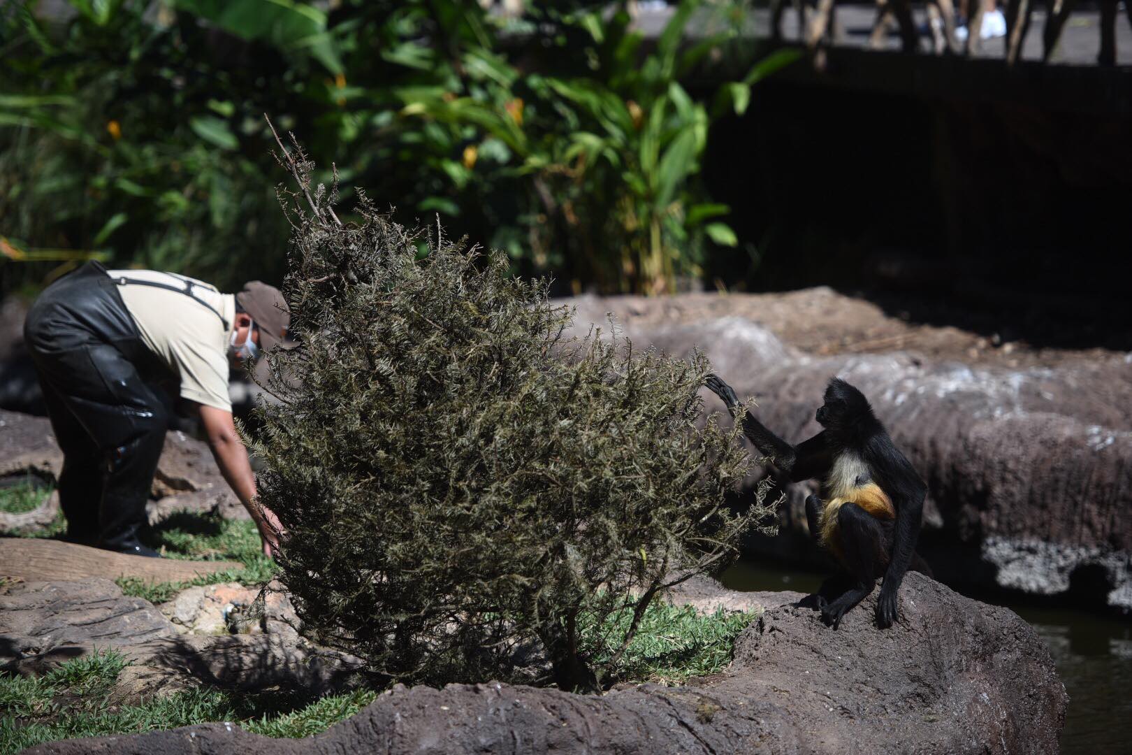 Donación de árboles navideños en el Zoológico La Aurora