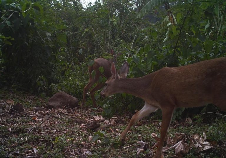 fauna afectada por incendio en volcán Atitlán