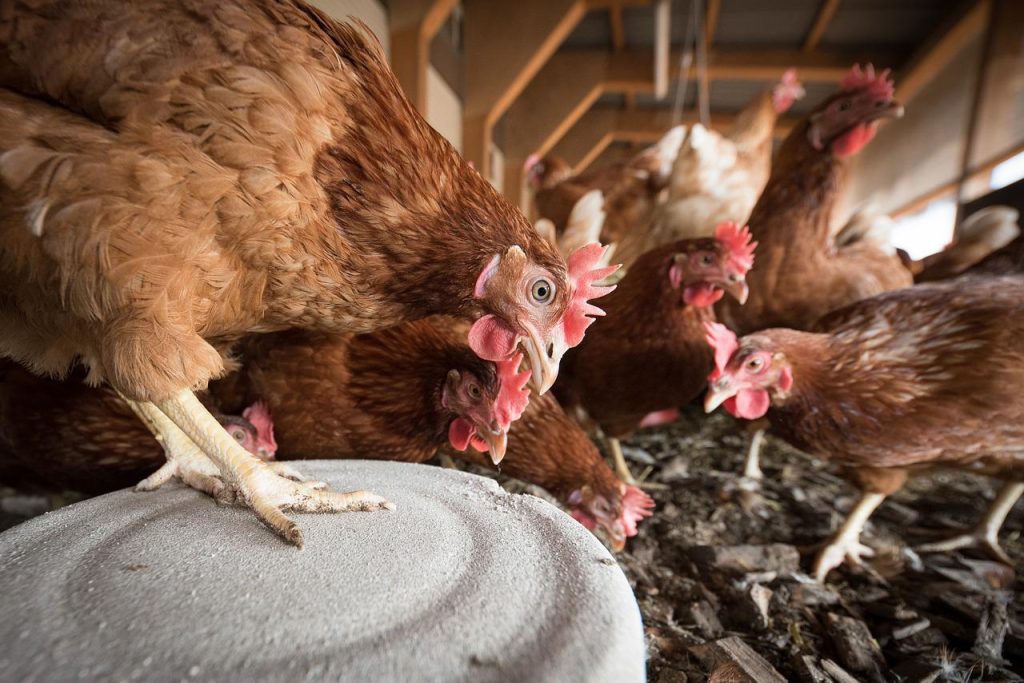 Gallinas / Gripe aviar