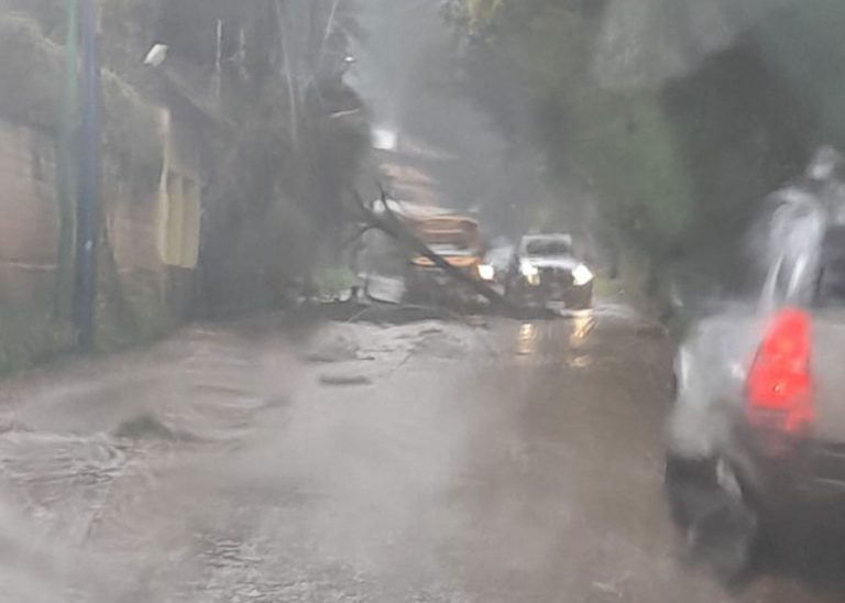 Árbol caído en San Lucas Sacatepéquez