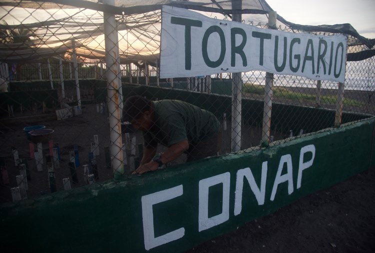 liberación de tortugas marinas en Sipacate, Escuintla