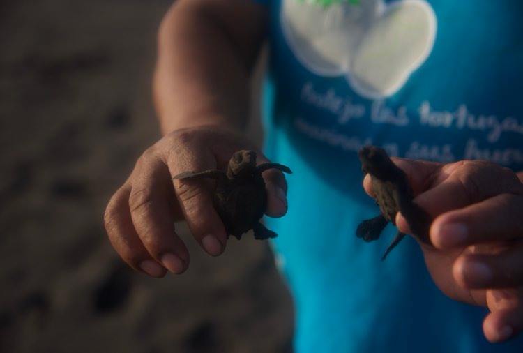 liberación de tortugas marinas en Sipacate, Escuintla