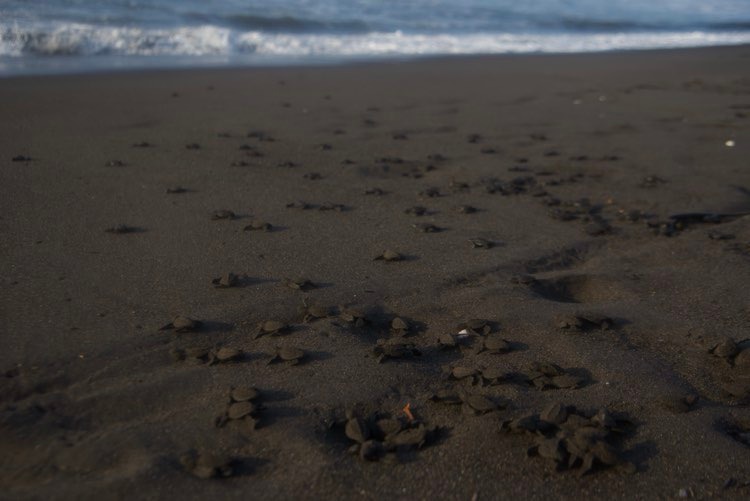 liberación de tortugas marinas en Sipacate, Escuintla