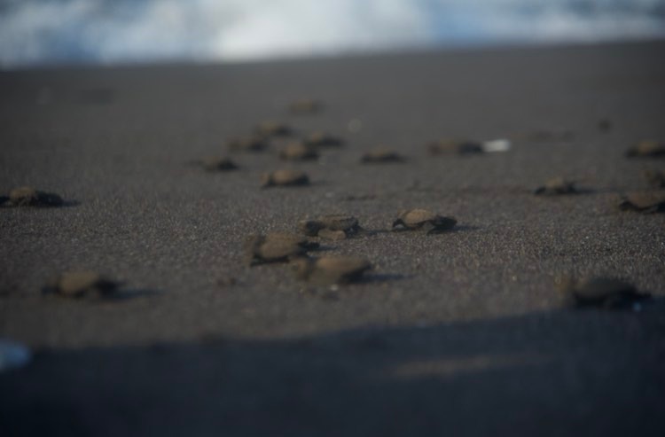 liberación de tortugas marinas en Sipacate, Escuintla