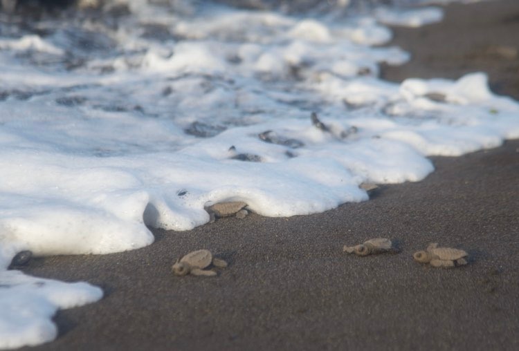 liberación de tortugas marinas en Sipacate, Escuintla