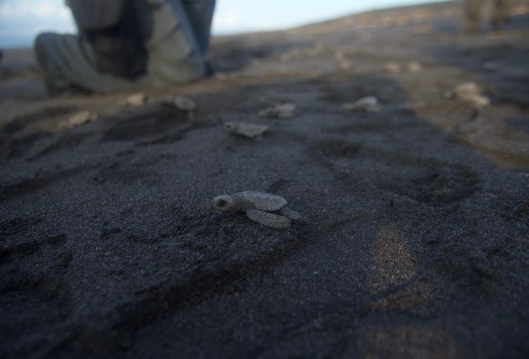 liberación de tortugas marinas en Sipacate, Escuintla