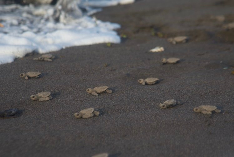 liberación de tortugas marinas en Sipacate, Escuintla