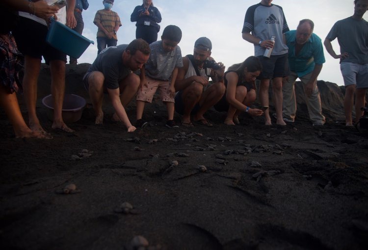 liberación de tortugas marinas en Sipacate, Escuintla