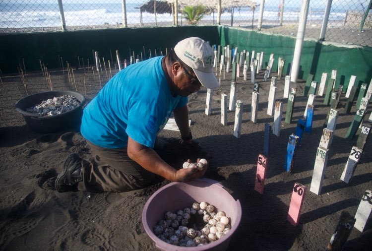 liberación de tortugas marinas en Sipacate, Escuintla