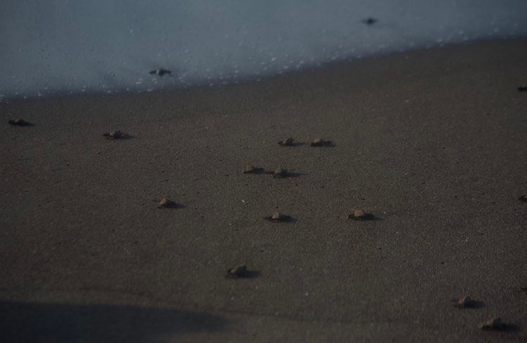 liberación de tortugas marinas en Sipacate, Escuintla