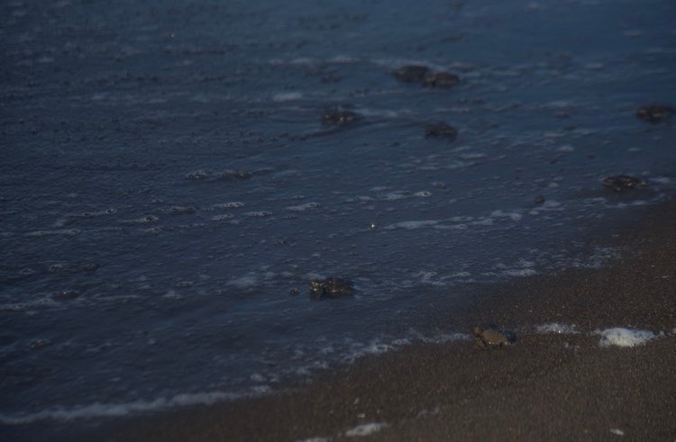 liberación de tortugas marinas en Sipacate, Escuintla