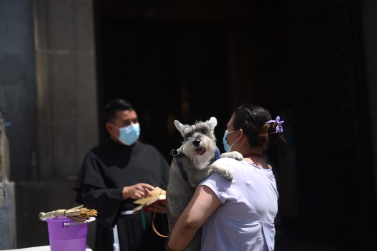 Bendición de mascotas en el histórico templo de San Francisco de Asís.