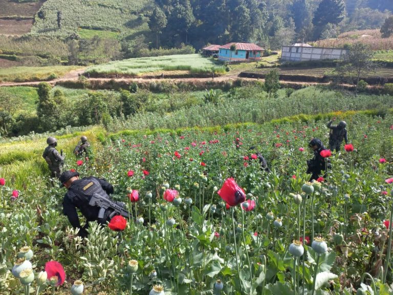 Localizan plantación de amapola en la aldea Tuichán, Ixchiguán. / Foto: PNC