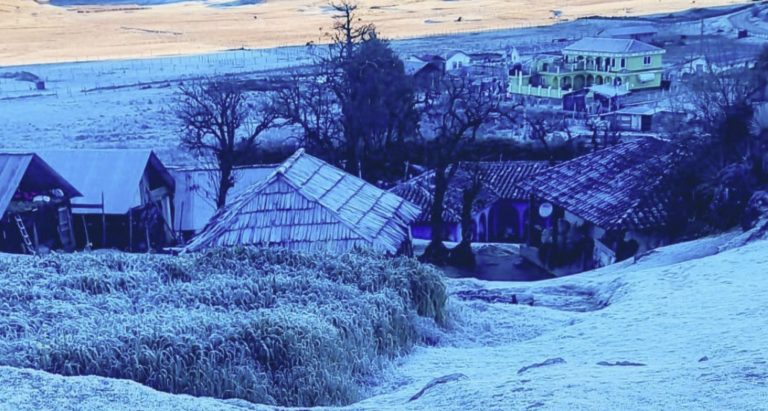 Foto Ovejas y llamas de la Sierra