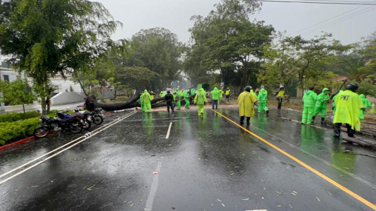 Árbol se desploma en la avenida Simeón Cañas, en la zona 2