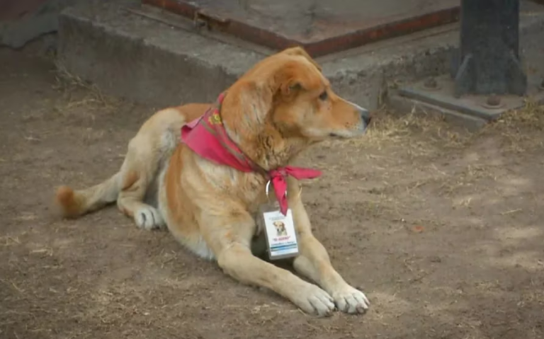 Perrito Güero, afuera de hospital en Aguascalientes, México