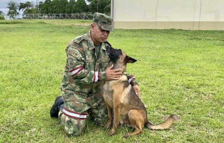 WIlson, perro militar perdido en la selva colombiana