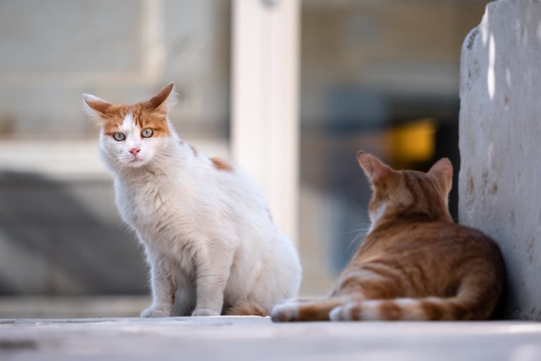 Gatos callejeros