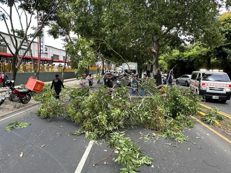 motorista herido por árbol en zona 5