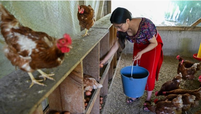 gallinas y huevos