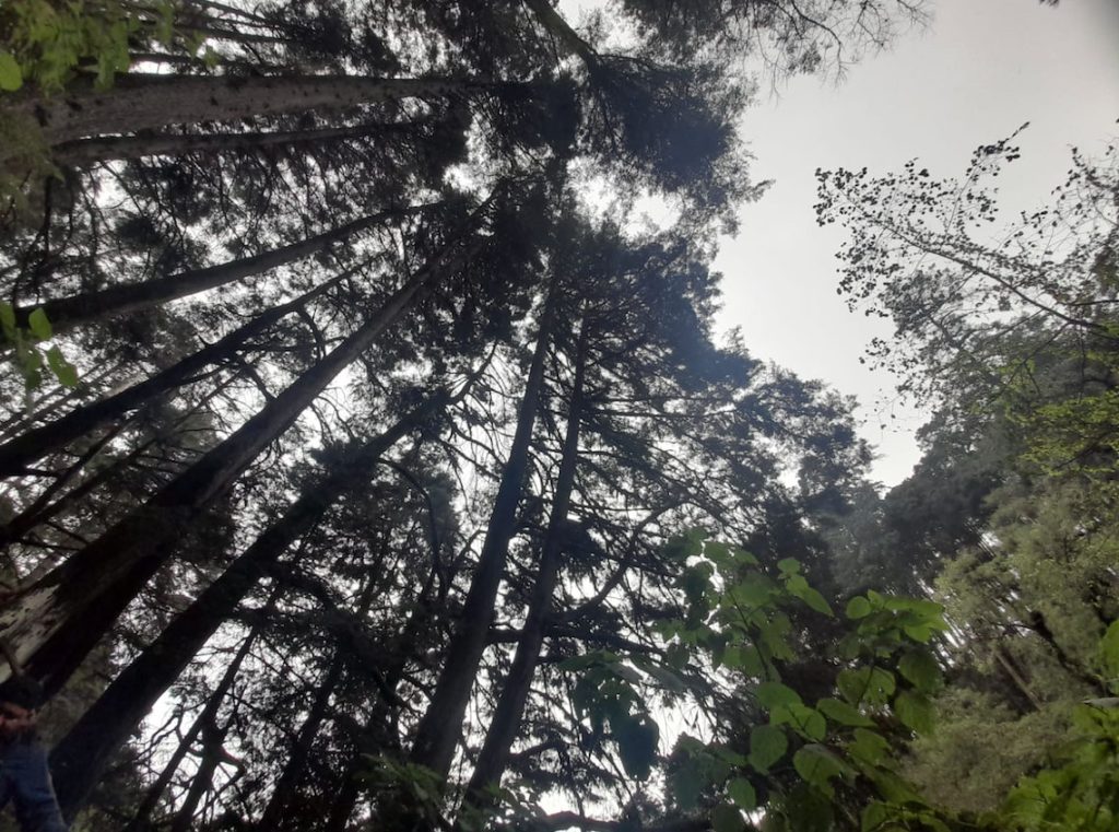 Bosque de pinabete en San Pedro Sacatepéquez, San Marcos