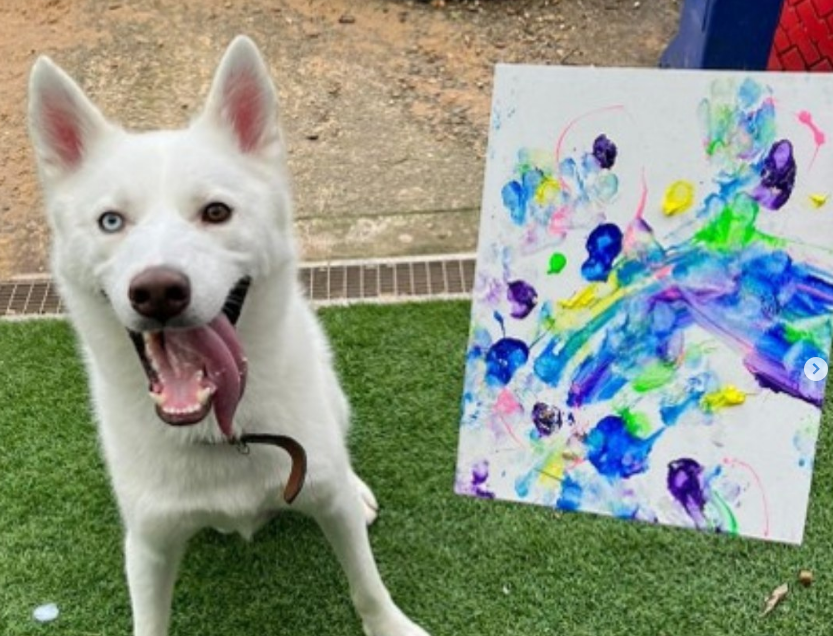 Subastan cuadros pintados por animalitos abandonados para recaudar fondos