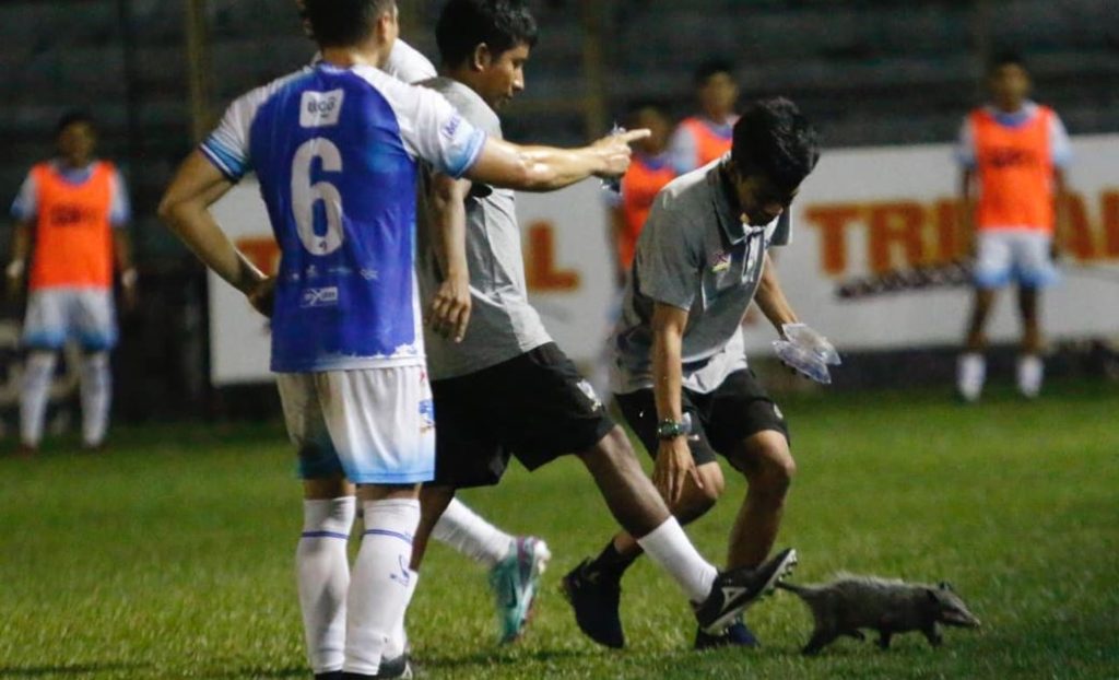 Tacuazín en el estadio Carlos Salazar Hijo de Mazatenango